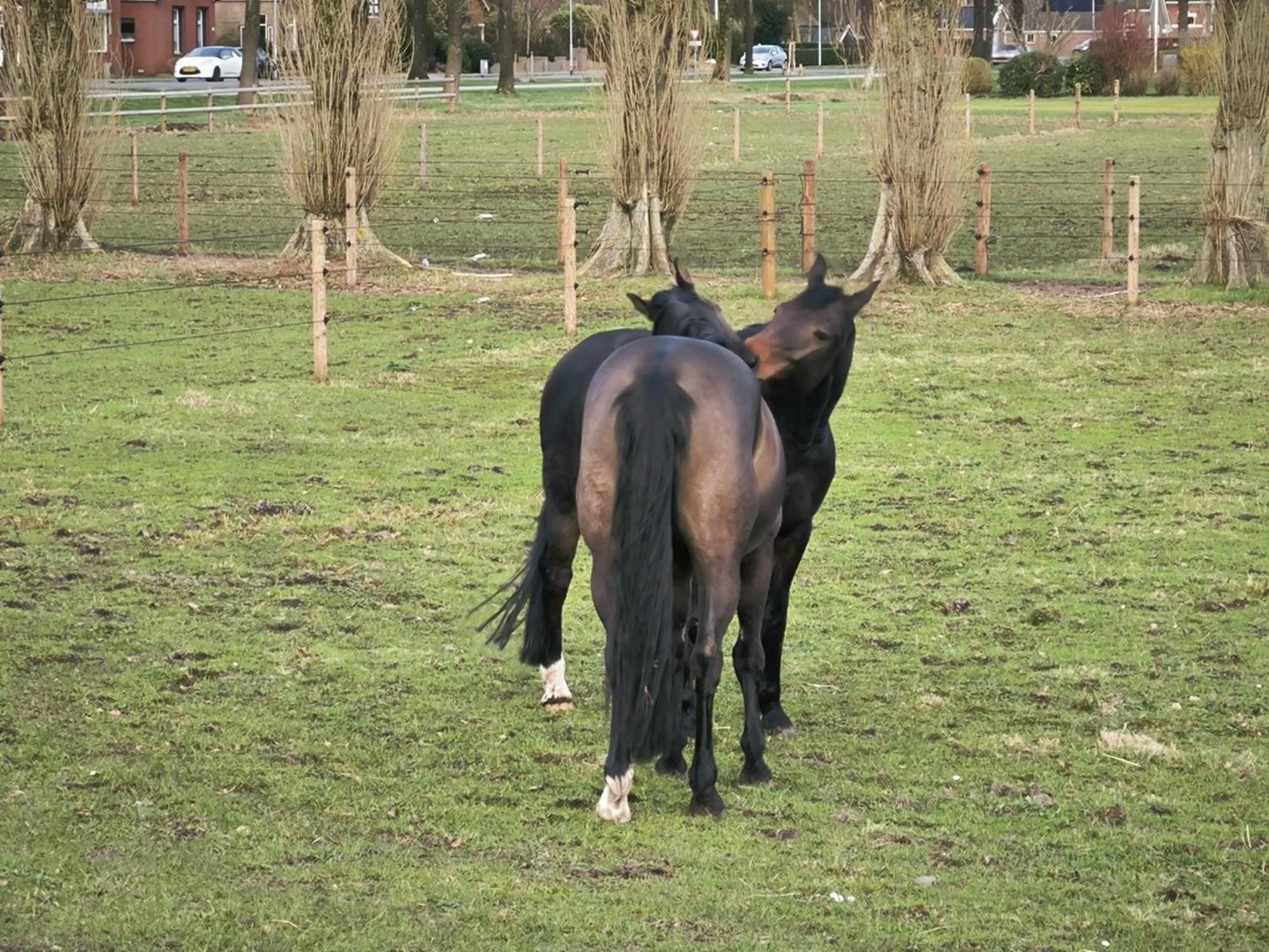 De Cordobahoeve Tweede Exloermond ภายนอก รูปภาพ